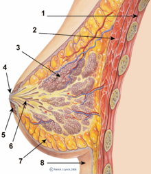 breast_anatomy_normal_scheme